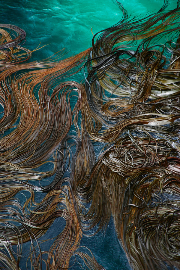 Bull kelp, Simon Hayes