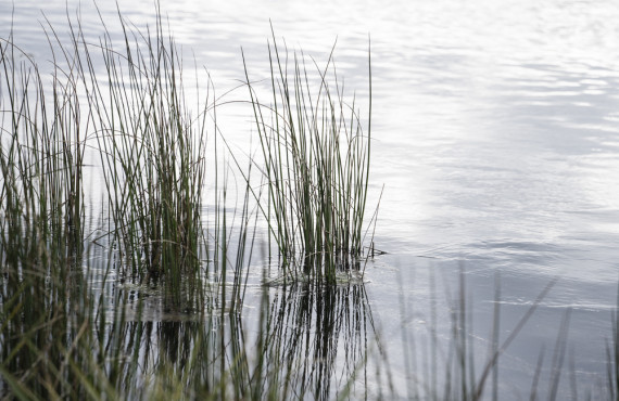 2022 09 CONSTRUCTED WETLANDS BAYGOLD parsonskingDSC08810