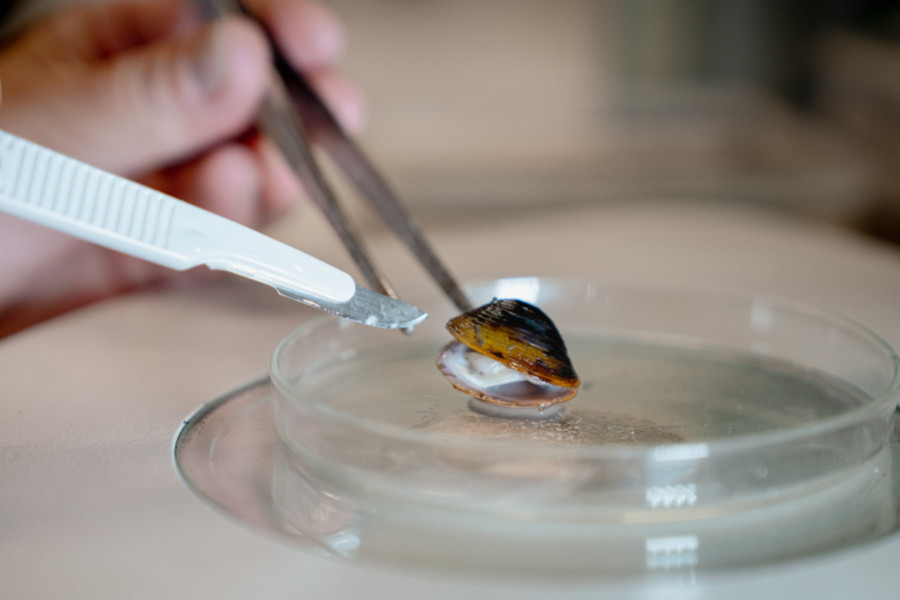 2025 02 GOLD CLAM LAB LO RES brennan 00626