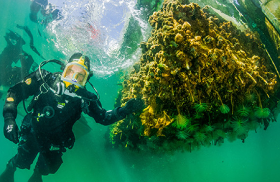 Aquatic Biosecurity ESNZ (1)