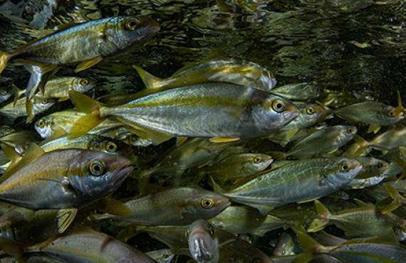 High Value Aquaculture ESNZ