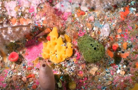 Marine sponges james bell