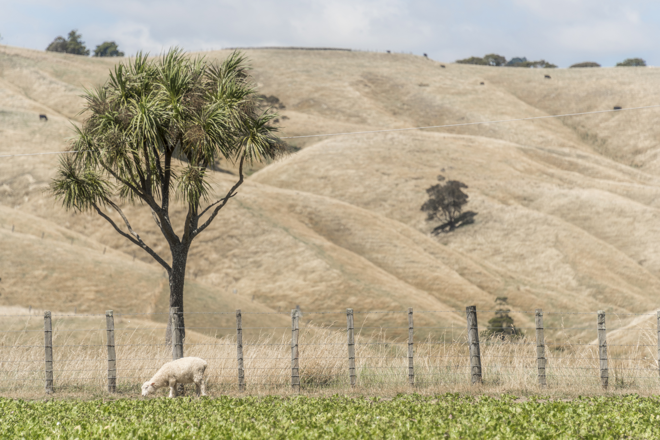 Wairarapa drought credit dave allen ESNZ
