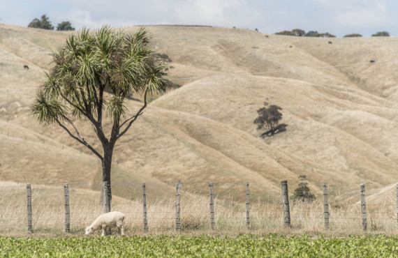 Wairarapa drought credit dave allen ESNZ