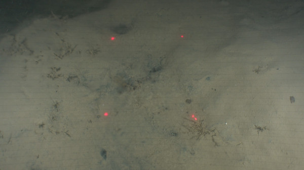 freshwater springs in Wellington Harbour