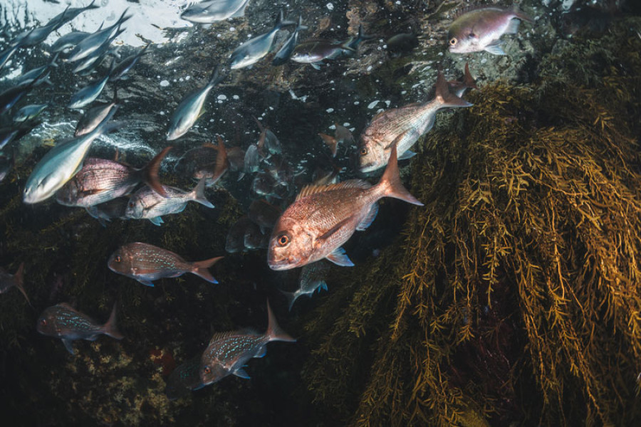 snapper marine heatwave