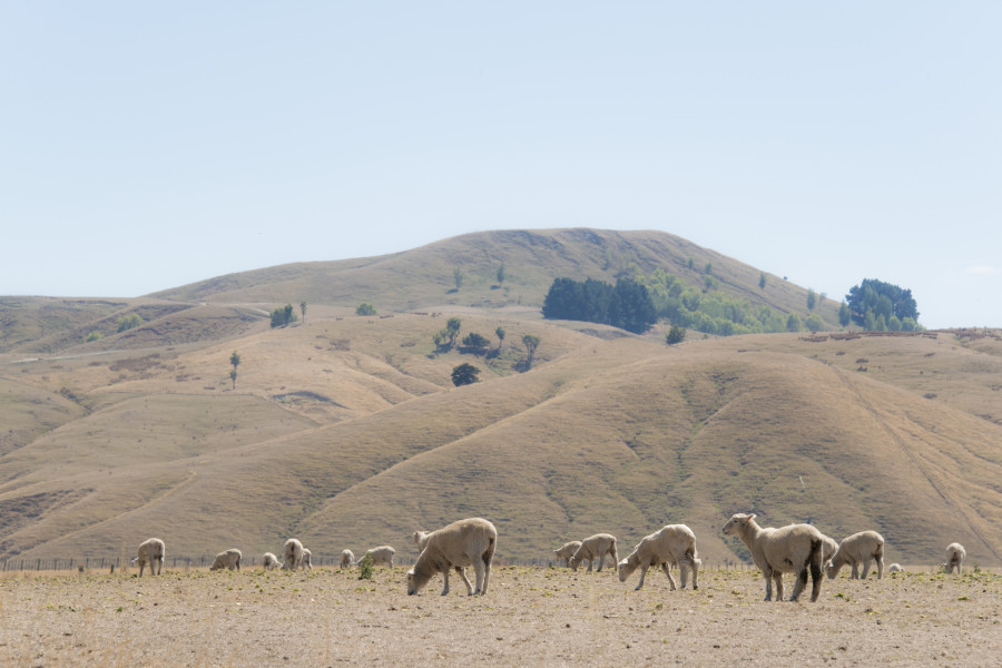 wairarapa drought 2013 dsc 1238 credit dave allen niwa
