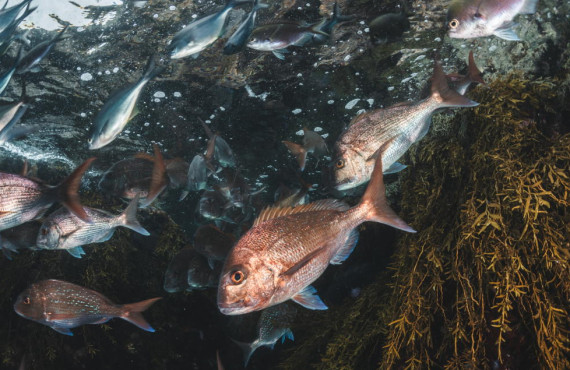 Wild fish CR
